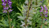 Lupinus polyphyllus. Соцветия и соплодие. Германия, г. Дюссельдорф, Ботанический сад университета. 02.06.2014.