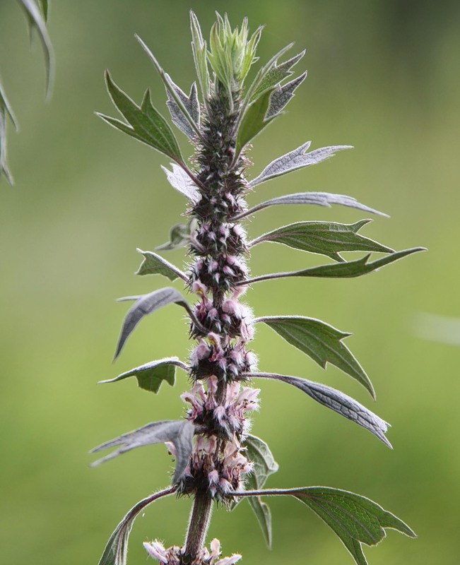 Image of Leonurus quinquelobatus specimen.