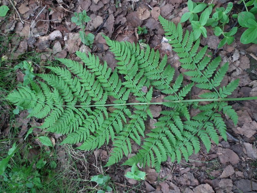 Image of Dryopteris assimilis specimen.