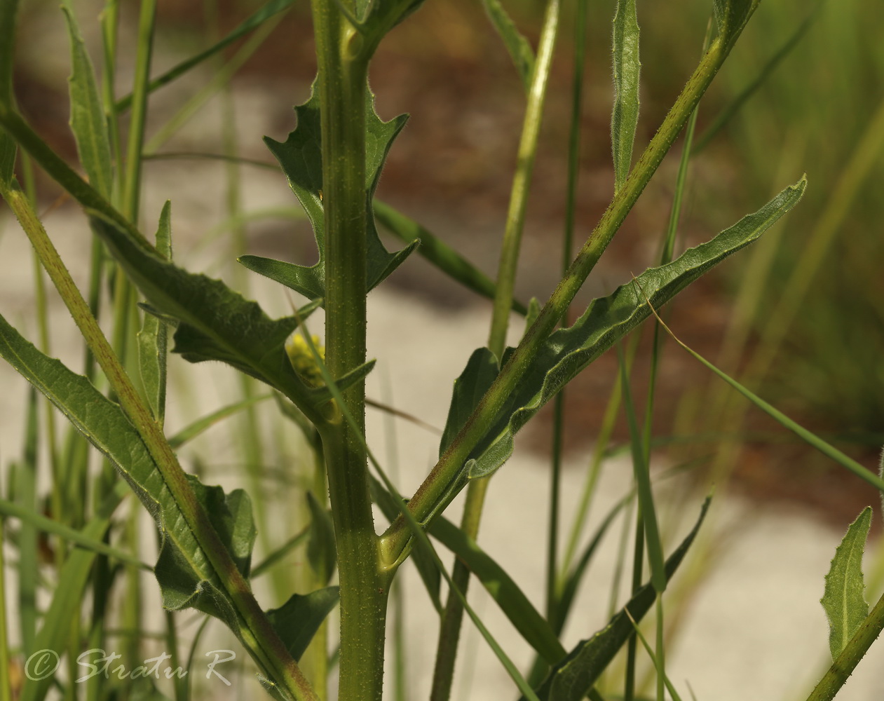 Image of Bunias orientalis specimen.