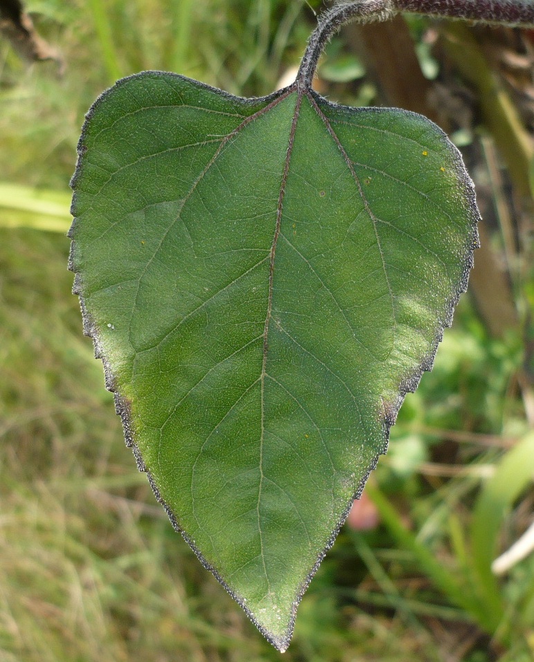 Image of Helianthus annuus specimen.