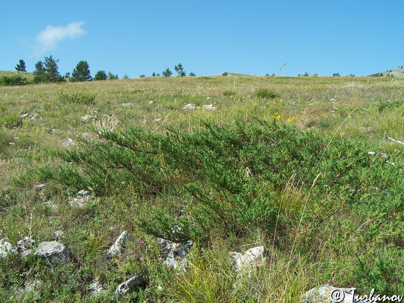 Image of Juniperus sabina specimen.