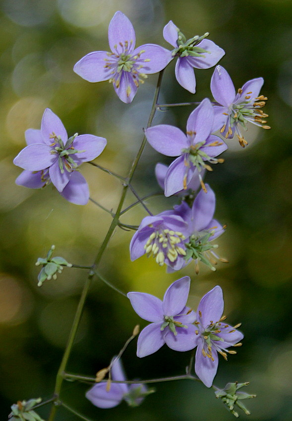 Image of Thalictrum delavayi specimen.