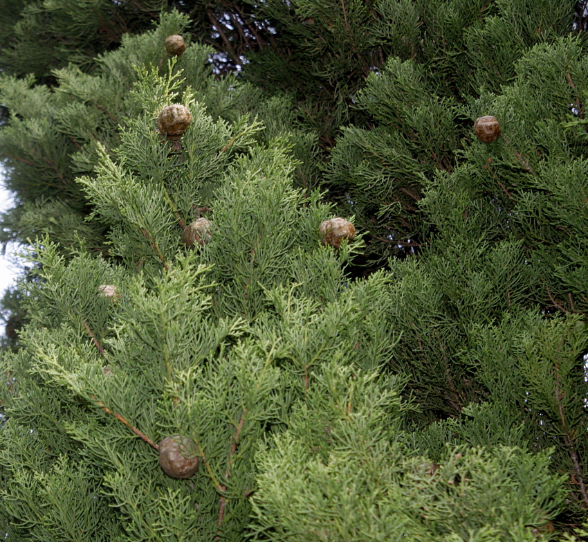 Image of Cupressus torulosa specimen.