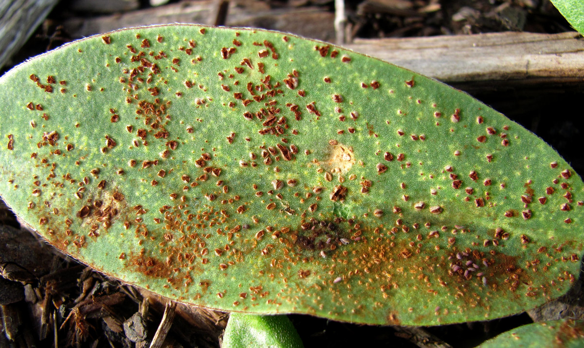 Image of Anthyllis vulneraria specimen.