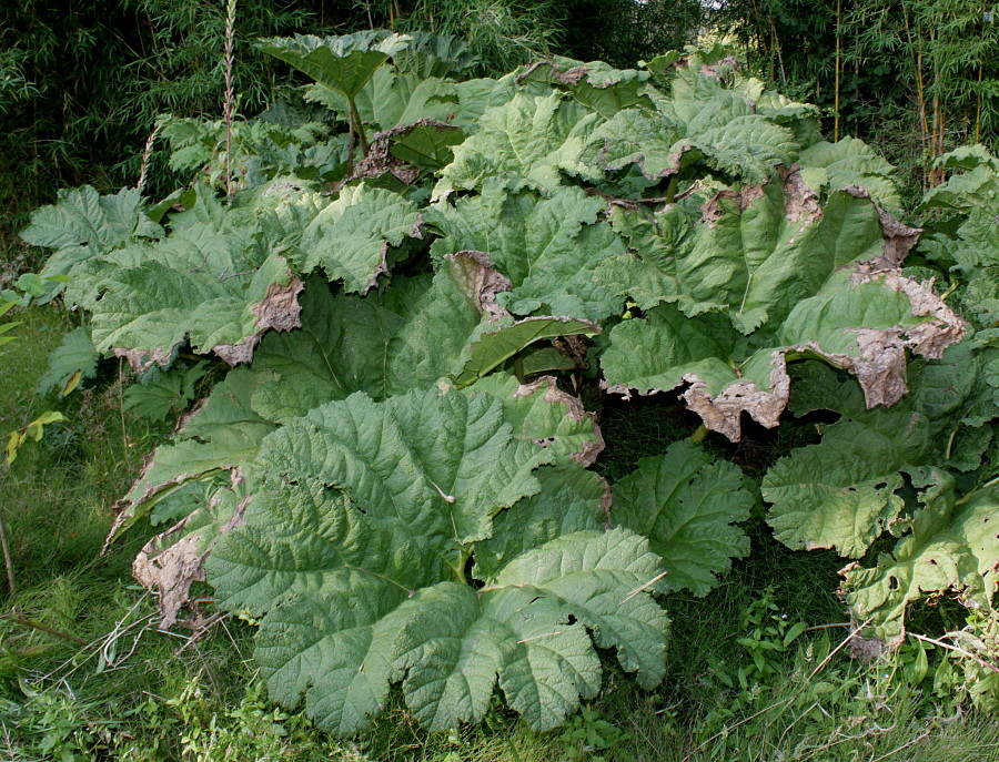 Image of Gunnera tinctoria specimen.