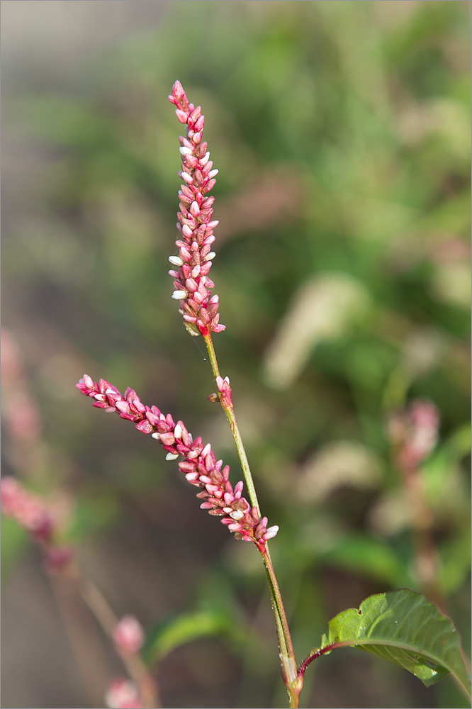 Image of Persicaria lapathifolia specimen.