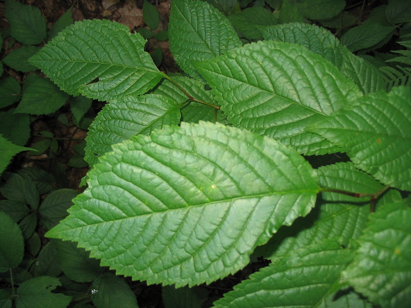 Image of Cerasus avium specimen.