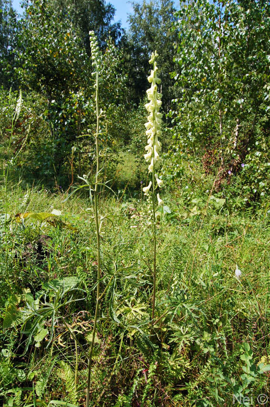 Изображение особи Aconitum barbatum.