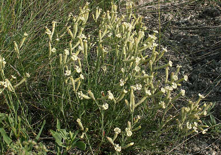 Image of Silene supina specimen.