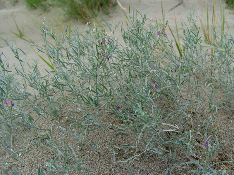 Image of Astragalus karakugensis specimen.