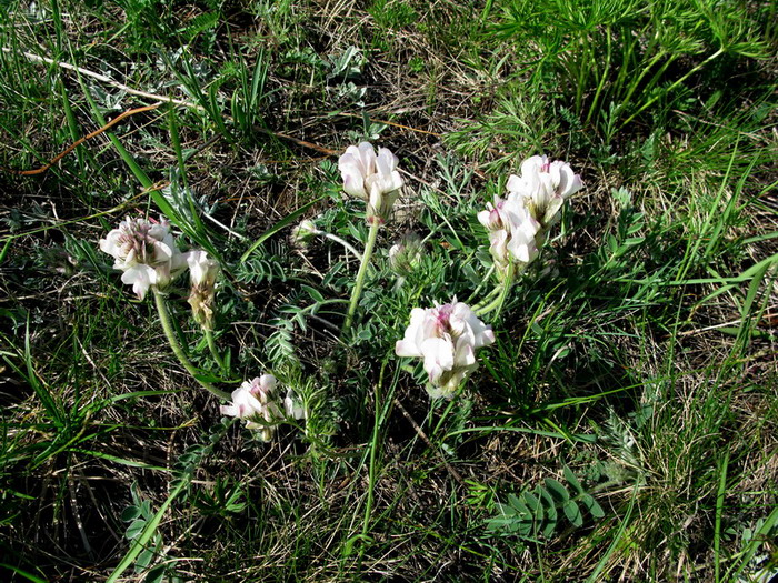 Image of Hedysarum turczaninovii specimen.