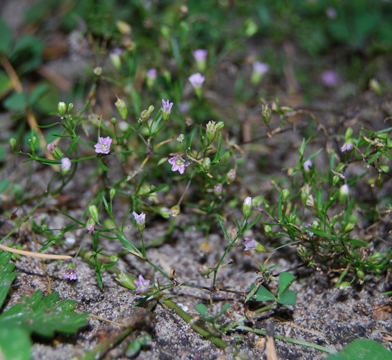 Image of Psammophiliella muralis specimen.