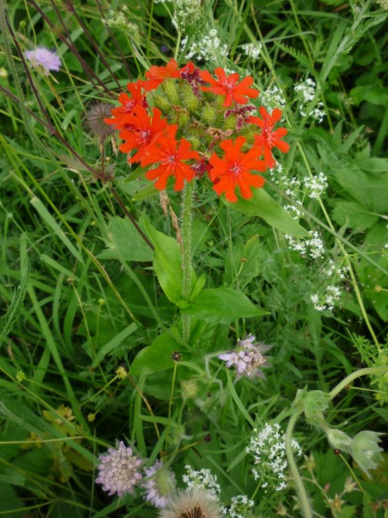 Изображение особи Lychnis chalcedonica.