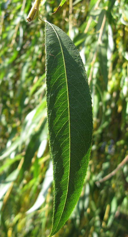 Изображение особи Salix babylonica.