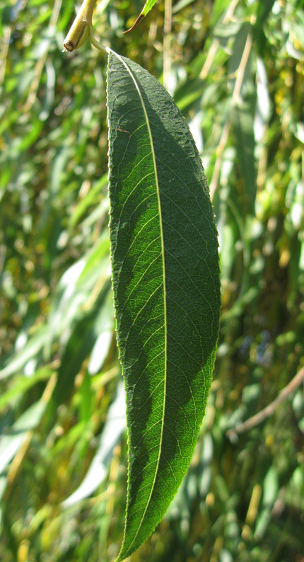 Image of Salix babylonica specimen.