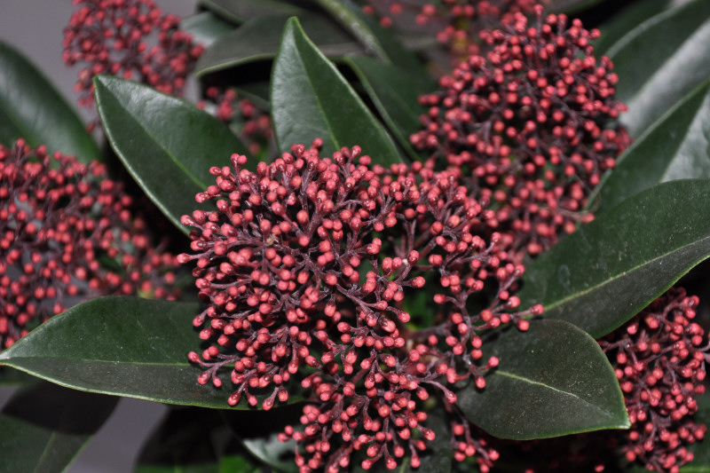 Image of Skimmia japonica specimen.