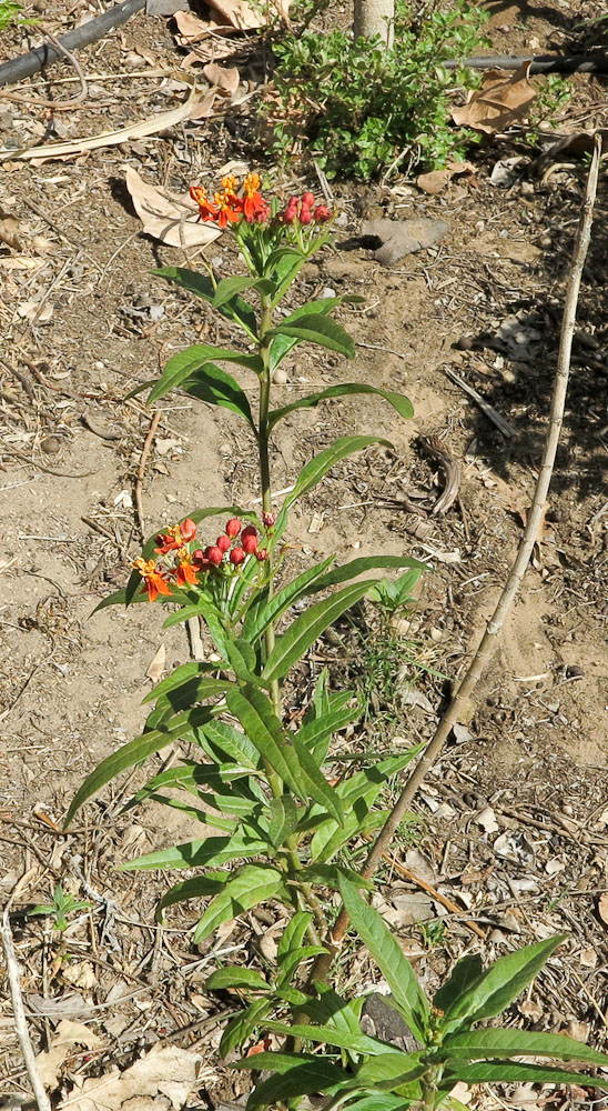 Image of Asclepias curassavica specimen.