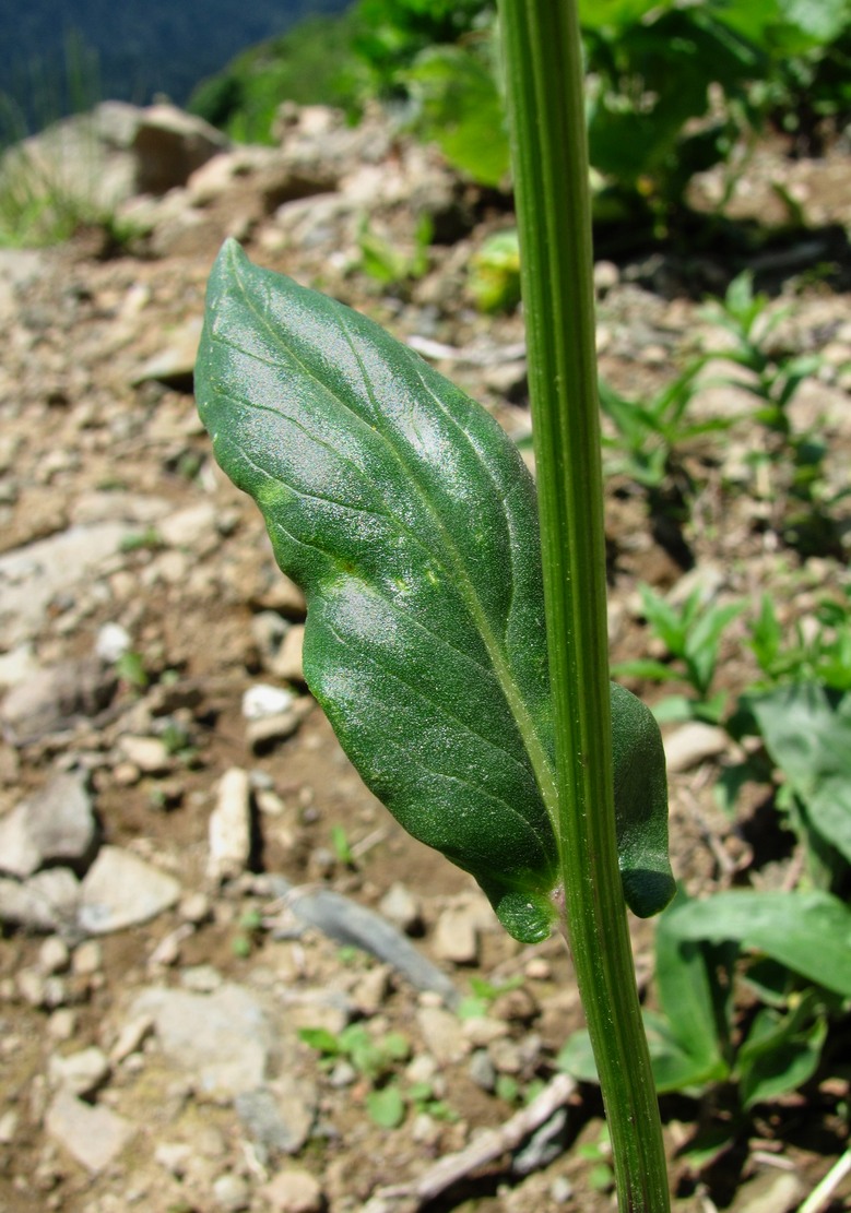 Image of Senecio kolenatianus specimen.