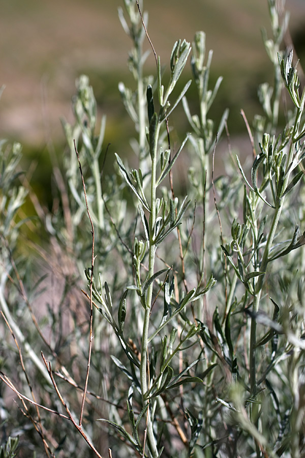 Изображение особи Artemisia juncea.