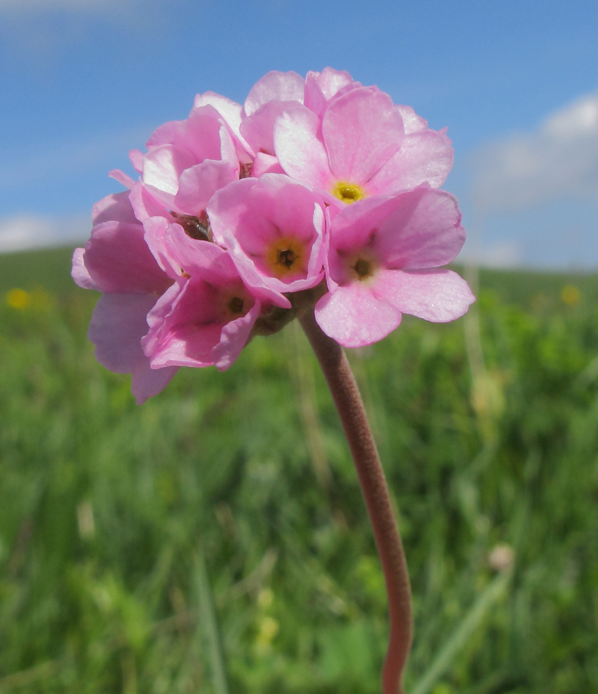 Image of Androsace albana specimen.