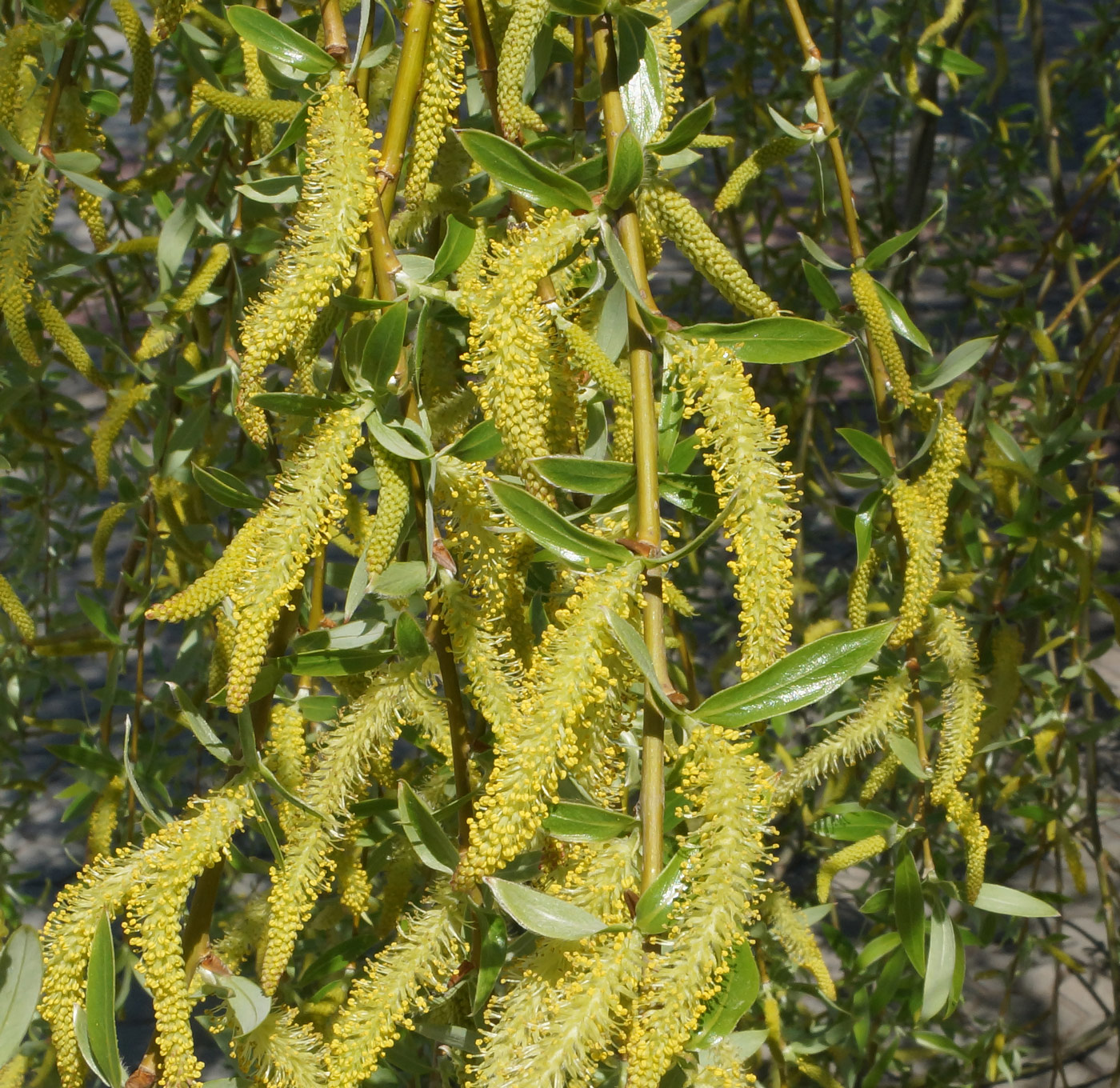 Изображение особи Salix excelsa.