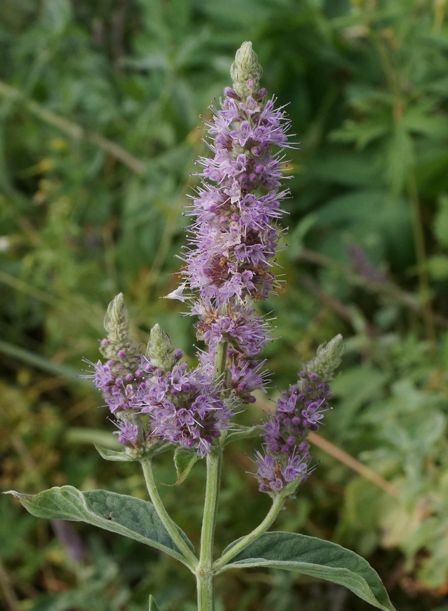 Image of Mentha asiatica specimen.