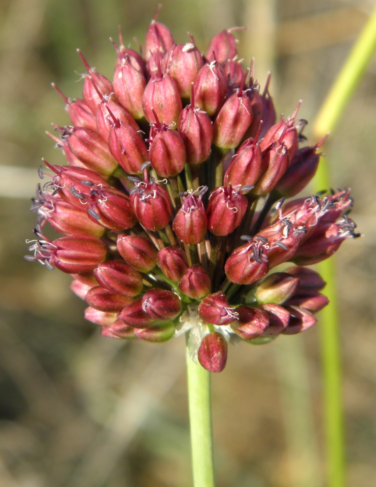 Image of Allium regelianum specimen.