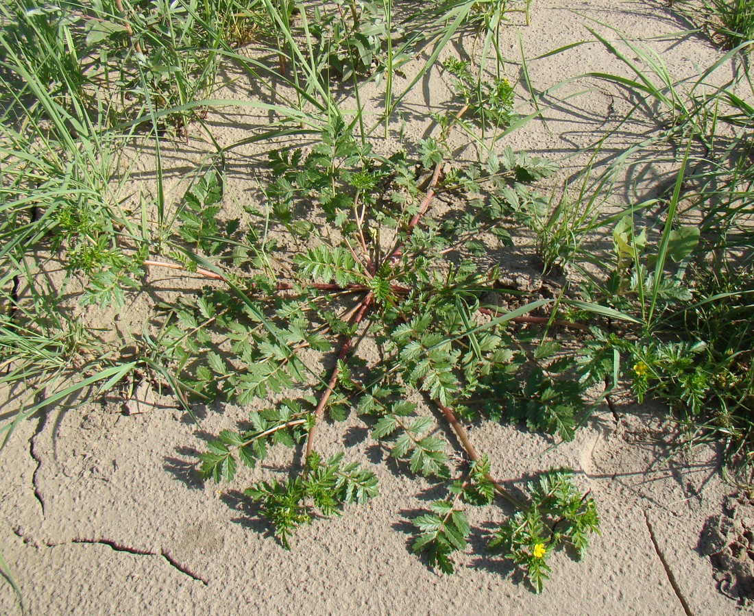 Image of Potentilla supina specimen.