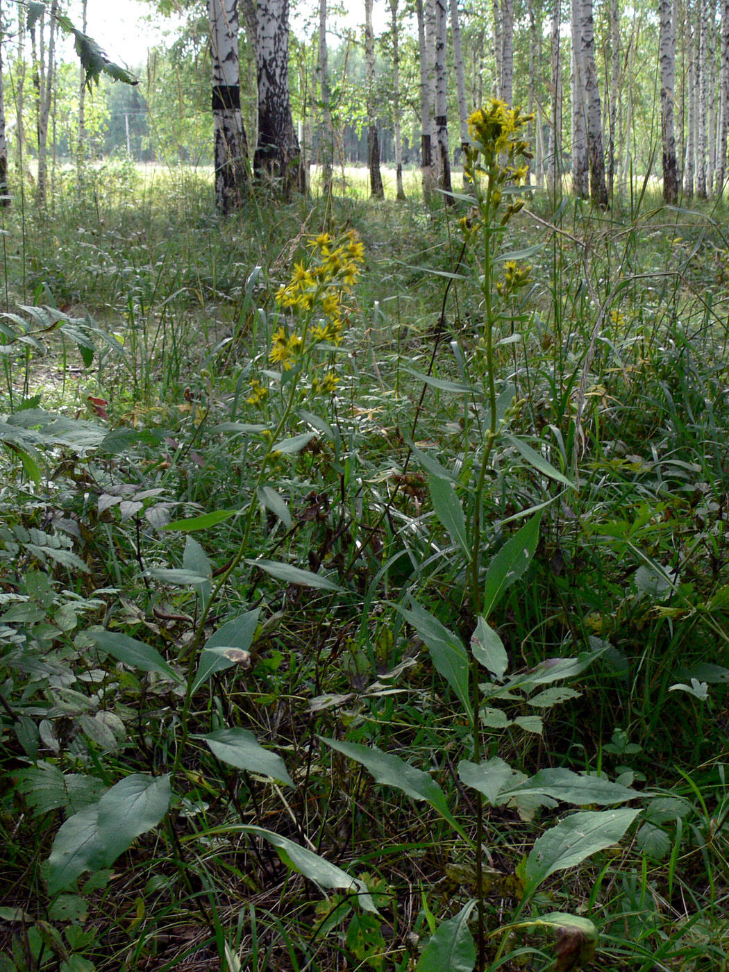 Image of Solidago virgaurea specimen.