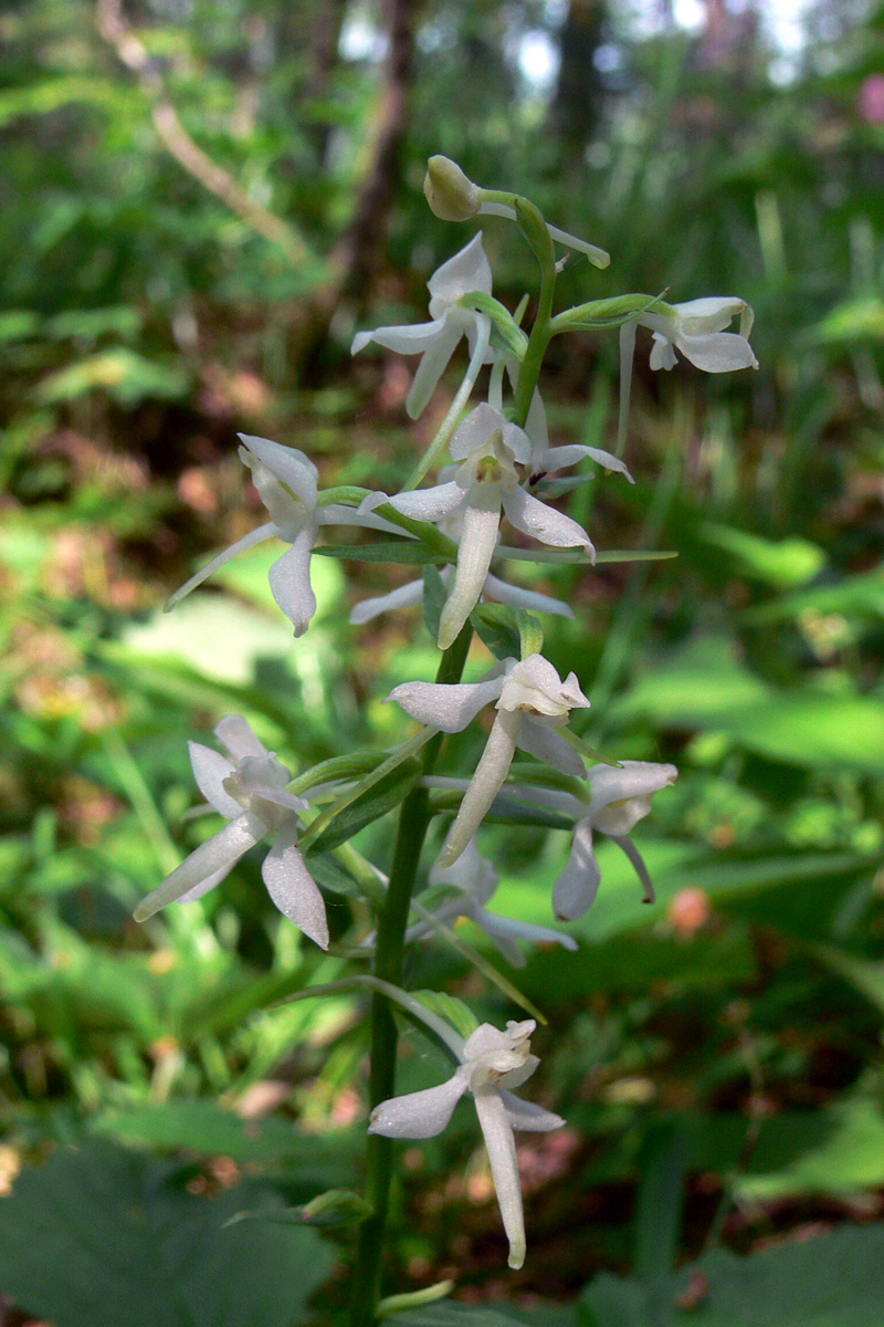 Image of Platanthera bifolia specimen.