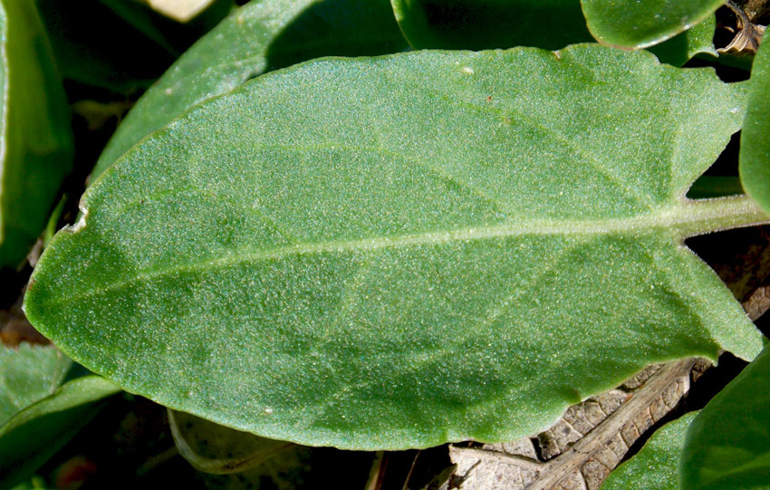 Image of Rumex tuberosus specimen.