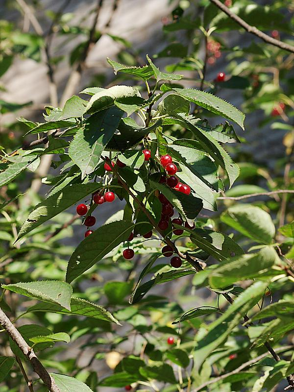 Image of Padus virginiana specimen.