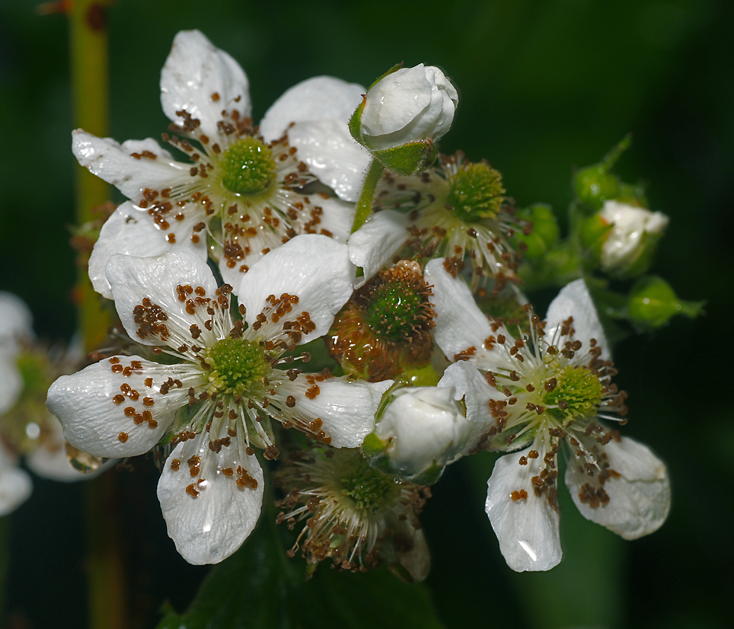 Image of Rubus allegheniensis specimen.