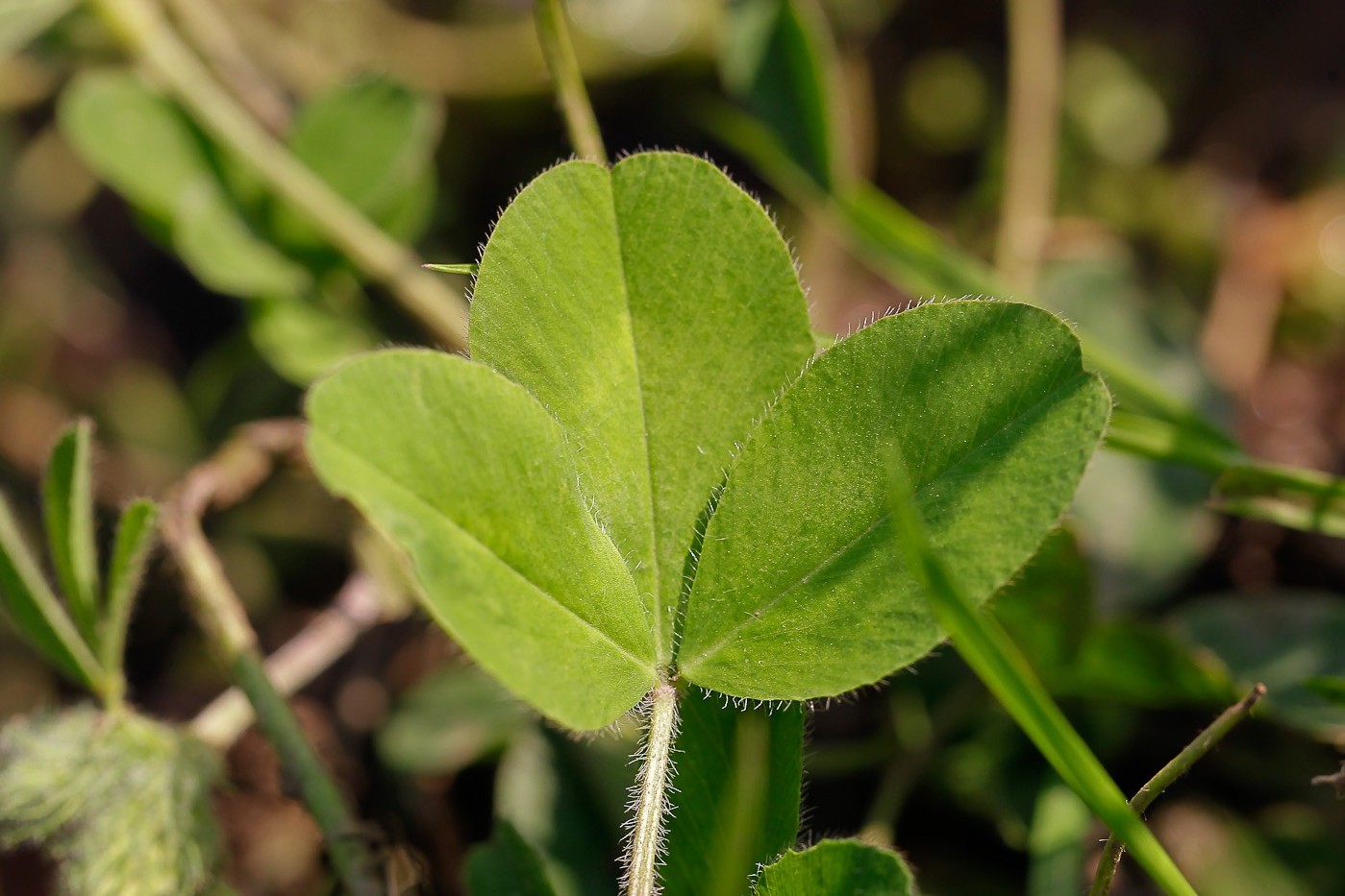 Изображение особи Trifolium pratense.