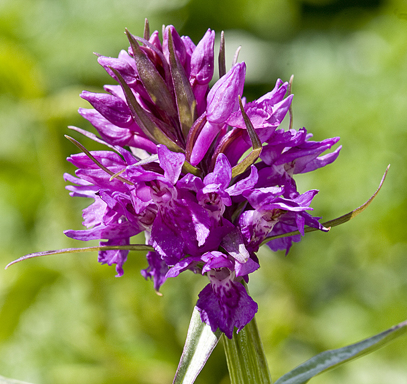 Изображение особи Dactylorhiza euxina.