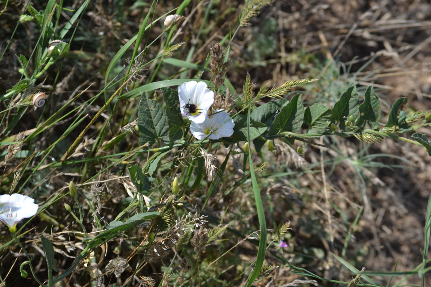 Изображение особи Convolvulus arvensis.