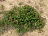 Trifolium pacificum