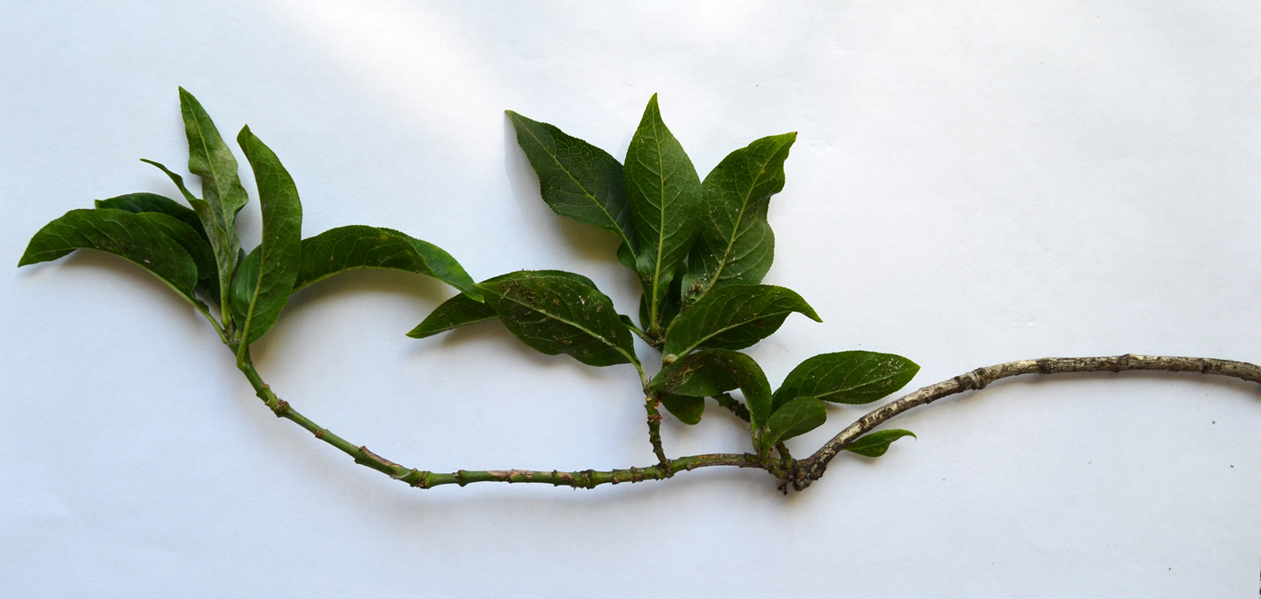 Image of Euonymus europaeus specimen.