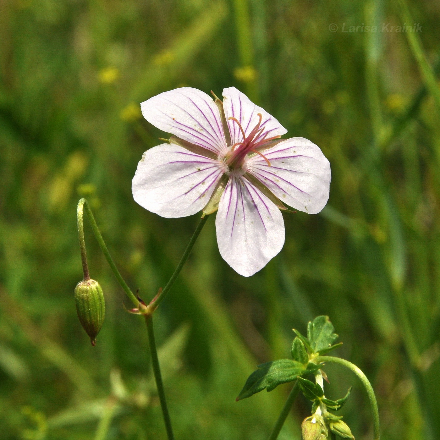 Изображение особи Geranium dahuricum.