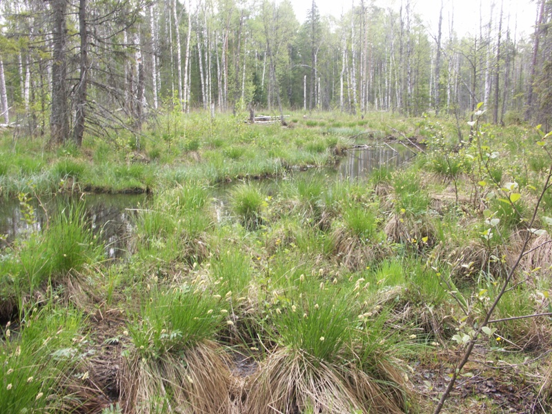 Image of Carex paniculata specimen.