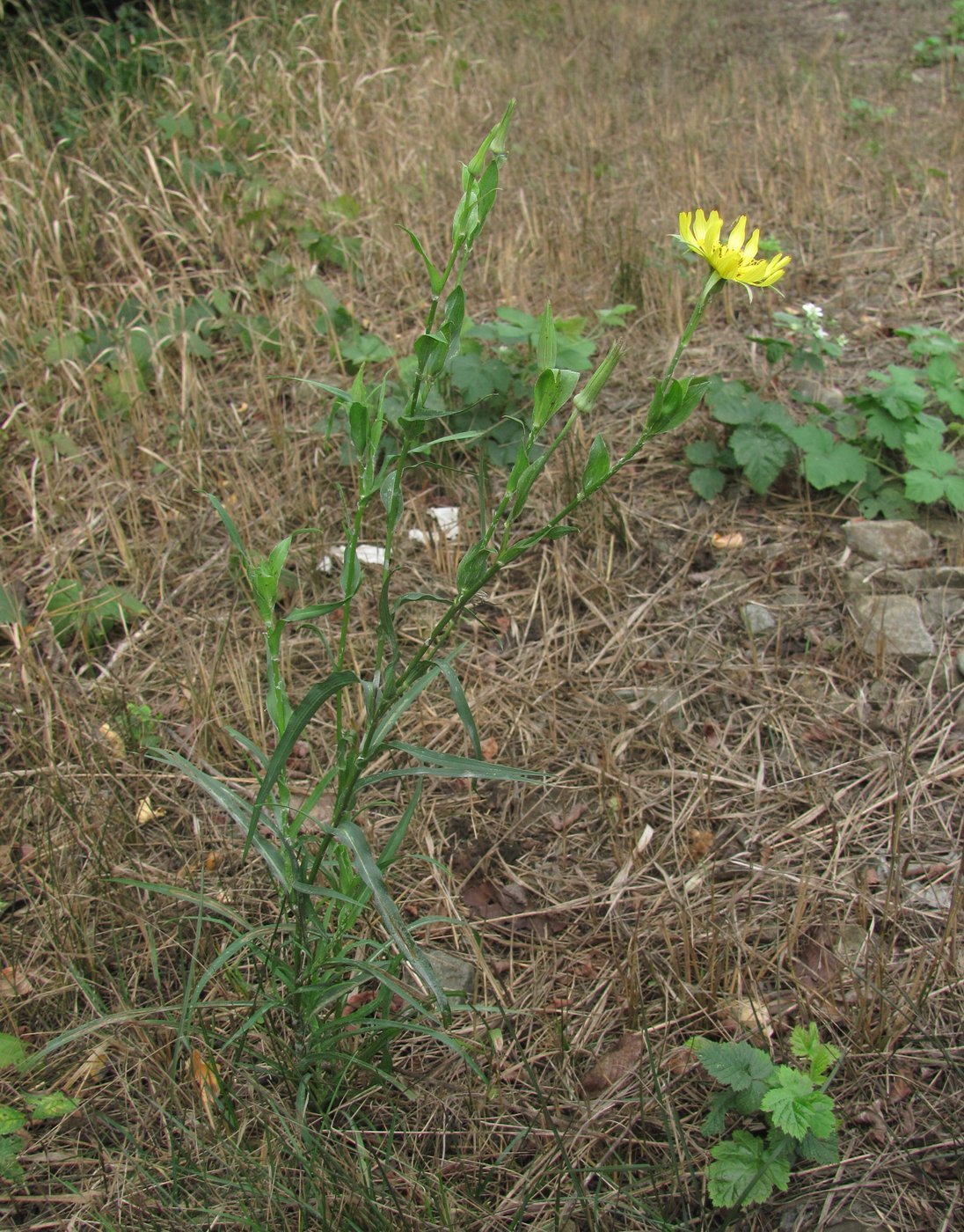 Image of genus Tragopogon specimen.