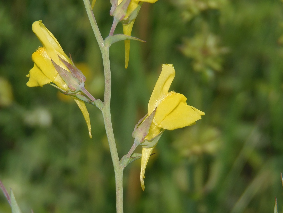 Image of Linaria genistifolia specimen.