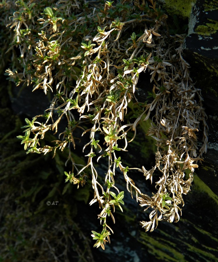 Image of familia Caryophyllaceae specimen.