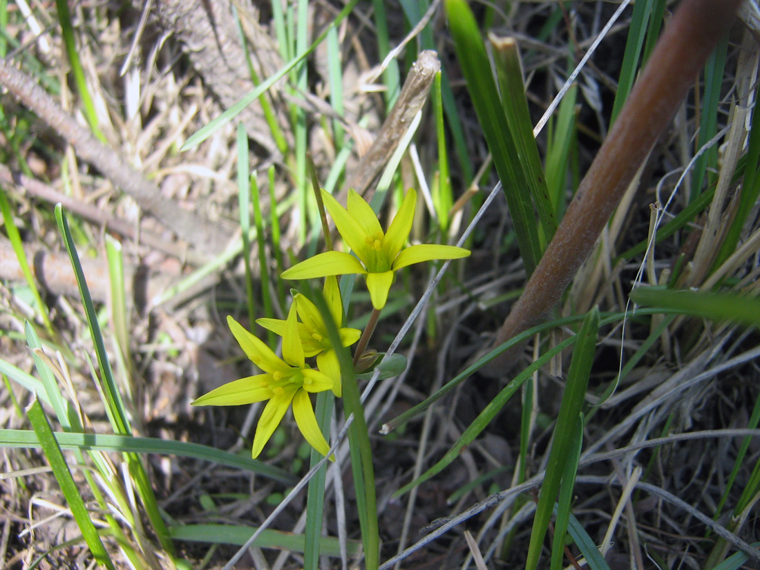 Image of Gagea turkestanica specimen.