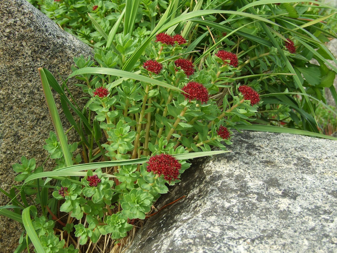 Image of Rhodiola integrifolia specimen.