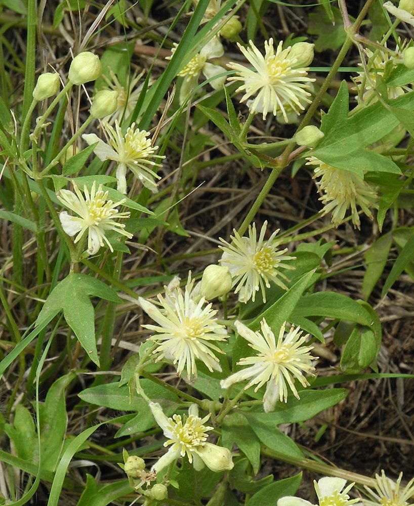 Image of Clematis campestris specimen.