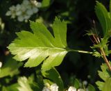 genus Crataegus. Лист. Украина, г. Запорожье, балка Щавелевая. 06.05.2017.