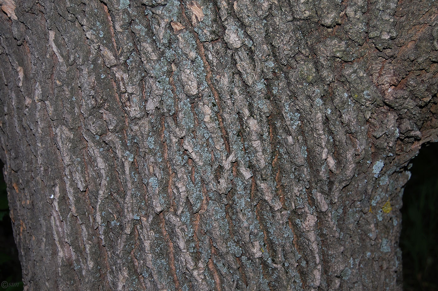 Image of Fraxinus pennsylvanica specimen.