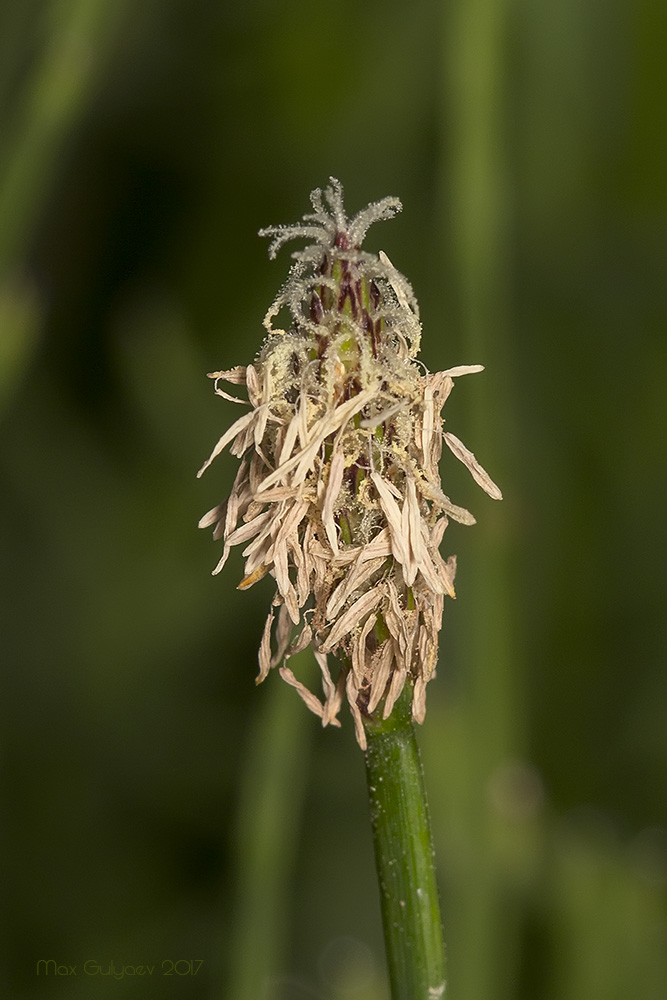 Image of Eleocharis palustris specimen.